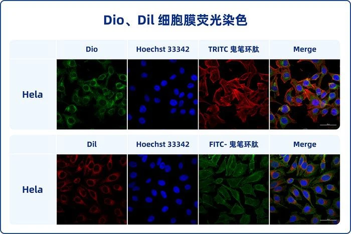 1646631783885972099(001)