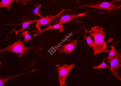 ® IF555-Weizenkeim-Agglutinin (WGA,Rotlicht)