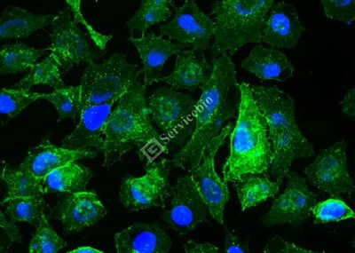 IF488-Weizenkeim-Agglutinin (WGA, grünes Licht)